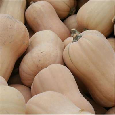 Courge Butternut AB