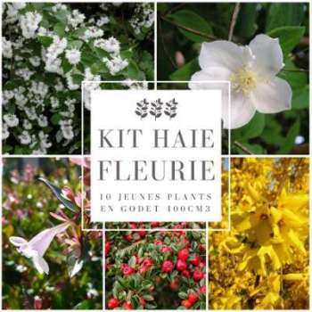 Kit Haie Fleurie - 10 Jeunes Plants en Godet 400cm3 Kit Haie Fleurie - 10 Jeunes