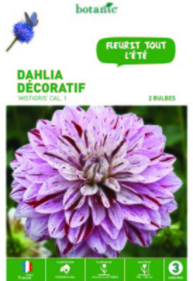 Dahlia décoratif Mistigris blanc strié mauve - 2 b
