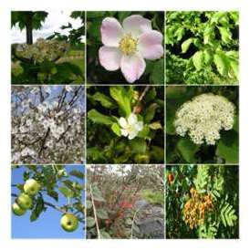 Kit Haie Pleine Nature - Haie en Kit - 10 Jeunes Plants Kit Haie Pleine Nature - Haie
