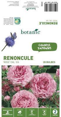 20 bulbes de Renoncule Rose