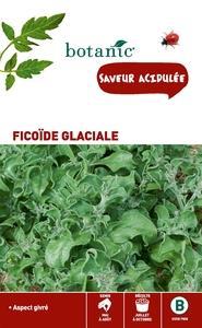 Ficoïde glaciale Insolite