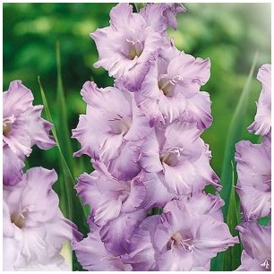 GLADIOLUS COTE DAZUR - GLAIEUL
