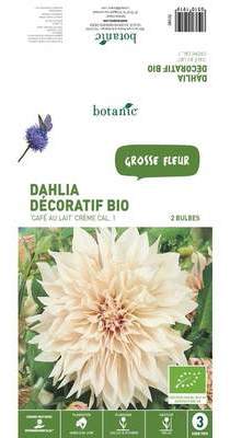 2 bulbes de Dahlia Décoratif Café au Lait BIO ? Cr