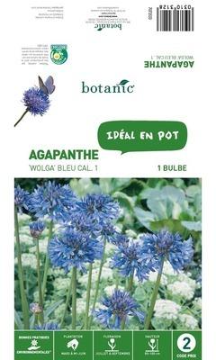 Bulbe d Agapanthe Wolga - Bleu Bulbe d Agapanthe Wolga -