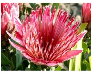 Graines Protea repens