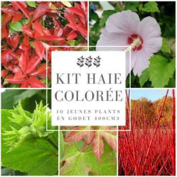 Kit Haie Colorée - 10 Jeunes Plants en Godet 400cm3 Kit Haie Colorée - 10 Jeunes