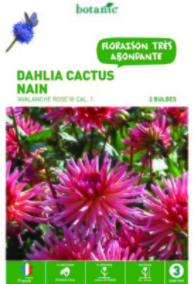 Dahlia à fleurs de cactus nain Avalanche rose - 2