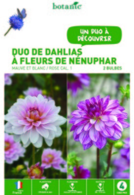 Duo de Dahlias fleurs de Nénuphar, mauve blanc ros