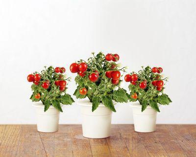 Capsule Click And Grow Mini tomates