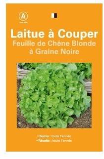 LAITUE A COUPER FEUILLE CHENE BLONDE A GRAINE NOIR