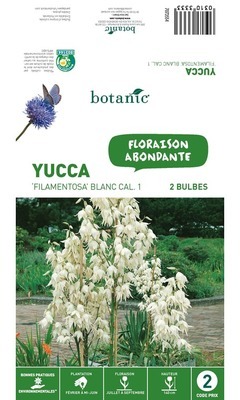 2 bulbes de Yucca Filamentosa - Blanc