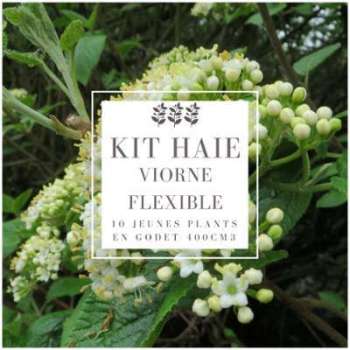 Kit Haie Viorne flexible (Viburnum Lantana) - 10 Jeunes Kit Haie Viorne flexible (Viburnum