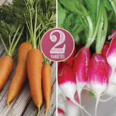Graines bio Carotte Nantaise Radis de 18 jours mélangés Graines bio Carotte Nantaise