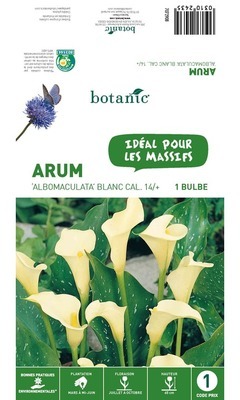 Bulbe d?Arum Albomaculata - Blanc