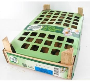 Pommes de terre Charlotte calibre 25 32 100 plants Pommes de terre Charlotte