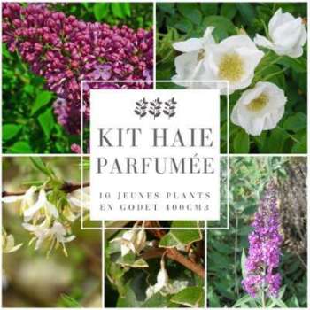 Kit Haie Parfumée - 10 Jeunes Plants en Godet 400cm3 Kit Haie Parfumée - 10 Jeunes