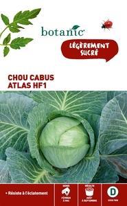 Chou cabus atlas hybride f1