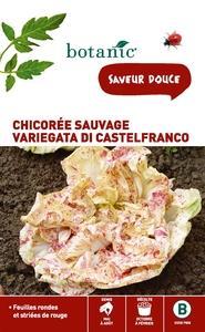 Chicorée sauvage variegata di castelfranco Insolit