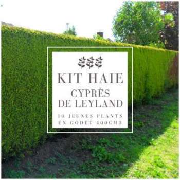 Kit Haie Cyprès De Leyland (Cupressocyparis Leylandii) Kit Haie Cyprès De Leyland