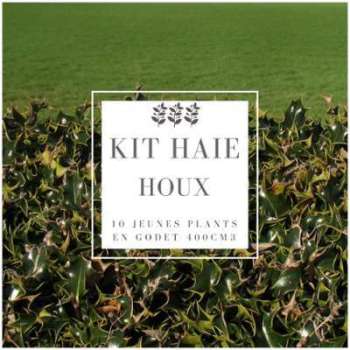 Kit Haie Houx (Ilex Aquifolium) - Haie en Kit - 10 Kit Haie Houx (Ilex Aquifolium)