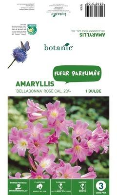 Bulbe d?Amaryllis Belladonna - Rose