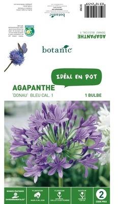 Bulbe d Agapanthe Donau - Bleu Bulbe d Agapanthe Donau -