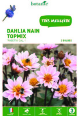 Dahlia décoratif nain Topmix Rosetta rose - 2 bulb
