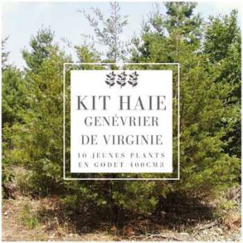 Kit Haie Genévrier De Virginie (Juniperus Virginiana) Kit Haie Genévrier De Virginie