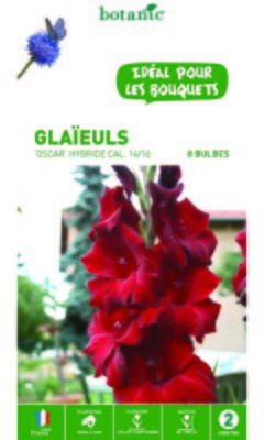 Glaïeuls Oscar rouge foncé - 8 bulbes calibre 14