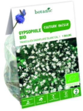 Bulbe de Gypsophila Paniculata Snowflake BIO ? Bla