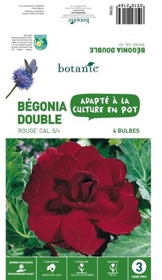 4 bulbes de Bégonia double rouge