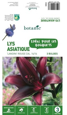 3 bulbes de Lys Asiatique Landini ? Rouge