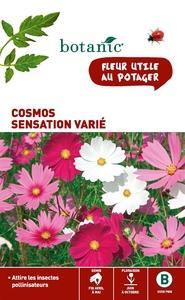 Cosmos Sensation varié x 2 sachets