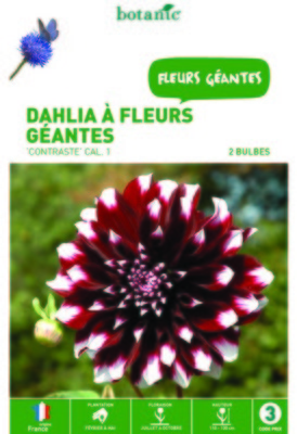 Dahlias fleurs géantes rouge foncé et noir - 2 bul
