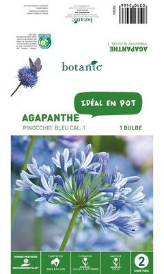 Bulbe d Agapanthe Pinocchio - Violet Bulbe d Agapanthe Pinocchio