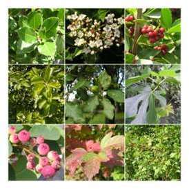 Kit Haie Plein Sud - Haie en Kit - 10 Jeunes Plants Kit Haie Plein Sud - Haie