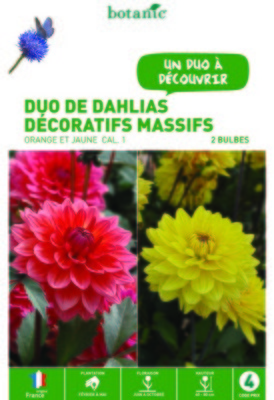 Duo de Dahlias décoratifs Nains orange et jaune -