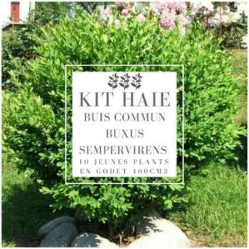 Kit Haie Buis Commun (Buxus Sempervirens) - Haie en Kit Haie Buis Commun (Buxus