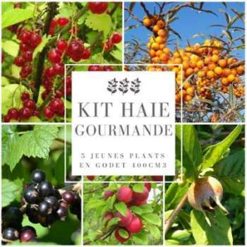 Kit Haie Gourmande - 10 Jeunes Plants en Godet 400cm3 Kit Haie Gourmande - 10 Jeunes