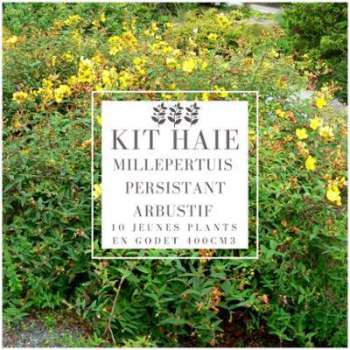 Kit Haie Basse Millepertuis Persistant Arbustif (Hypericum Kit Haie Basse Millepertuis
