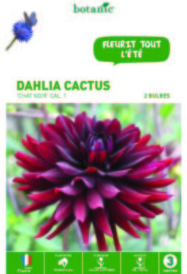 Dahlias à fleurs de cactus chat noir et rouge 2 deux Dahlias à fleurs de cactus