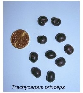 Graines Trachycarpus princeps
