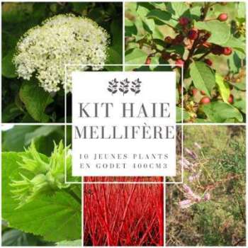 Kit Haie Mellifère - 10 Jeunes Plants en Godet - Pépinières Kit Haie Mellifère - 10 Jeunes