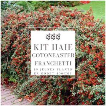 Kit Haie Cotoneaster (Cotoneaster Franchetti) - Haie Kit Haie Cotoneaster (Cotoneaster