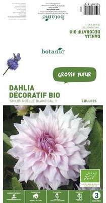 2 bulbes de Dahlia Décoratif Shilo Noëlle BIO ? Bl