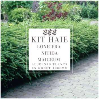 Kit Haie Basse Chèvrefeuille Couvre-Sol (Lonicera Nitida Kit Haie Basse Chèvrefeuille