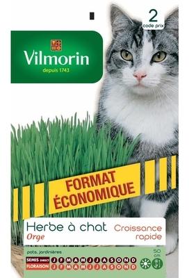 Herbe à chat Herbe à chat
