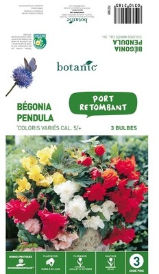 3 bulbes de Bégonia Pendula Mélange - Variées