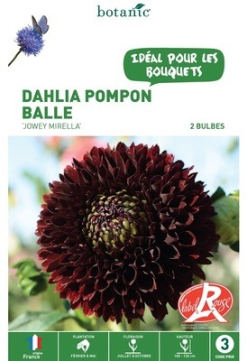 Dahlias Pompom balle Jowey Mirella rouge et noir -